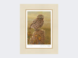 Little-Owl-in-Evening-Light-Print-Mounted-Print-Only