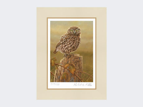 Little-Owl-in-Evening-Light-Print-Mounted-Print-Only