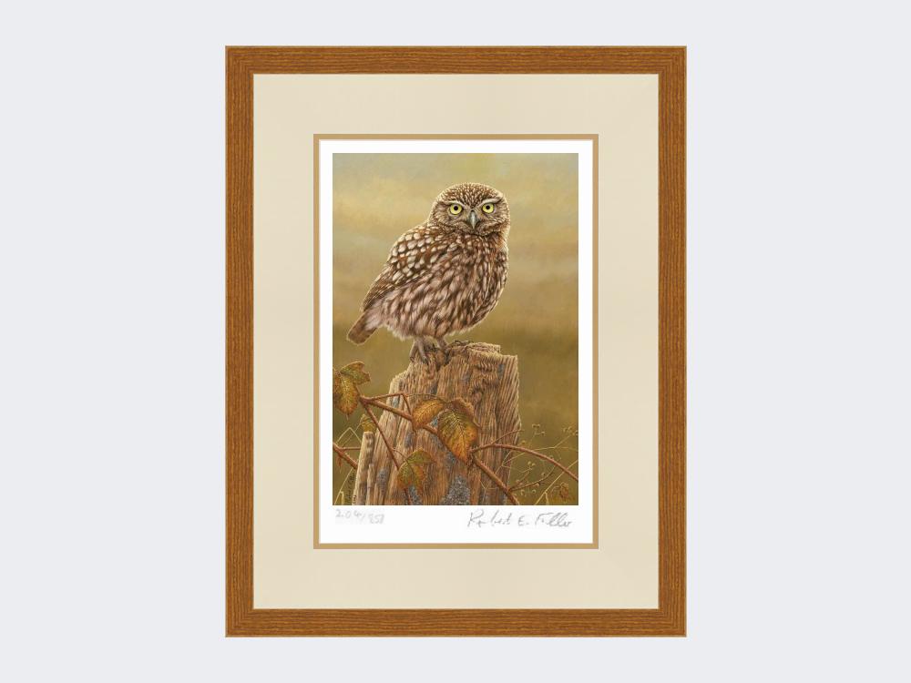 Little-Owl-in-Evening-Light-Print-Rustic-Country