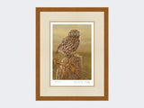 Little-Owl-in-Evening-Light-Print-Rustic-Country