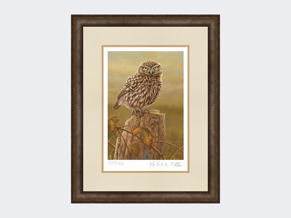 Little-Owl-in-Evening-Light-Print-Small-Dark-Grey-Burr