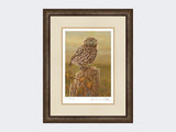 Little-Owl-in-Evening-Light-Print-Small-Dark-Grey-Burr