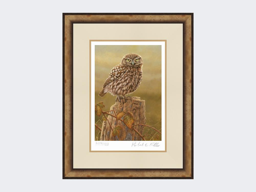 Little-Owl-in-Evening-Light-Print-Small-Light-Burr