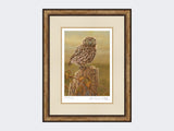 Little-Owl-in-Evening-Light-Print-Small-Light-Burr