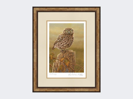 Little-Owl-in-Evening-Light-Print-Small-Light-Burr