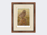 Little-Owl-in-Evening-Light-Print-Small-Walnut-Burr