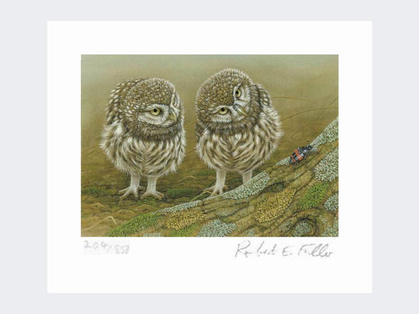 Little Owls and Beetle | Limited Edition Art Print