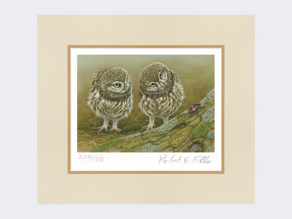 Little-Owls-and-Beetle-Print-Mounted-Print-Only