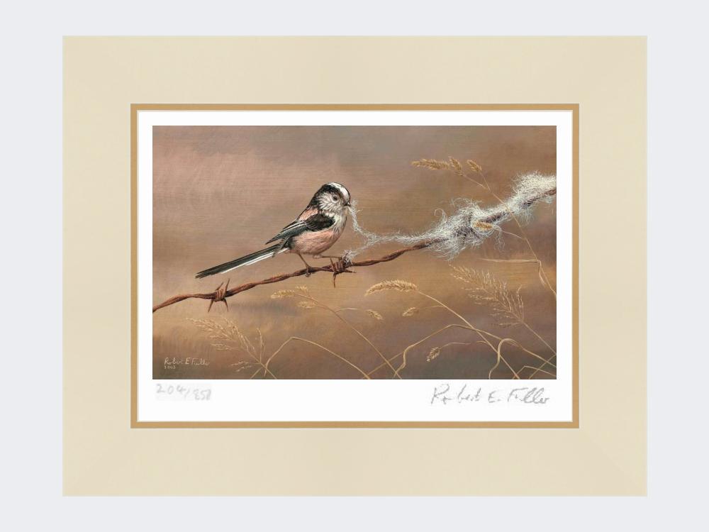 Long-Tailed-Tit-with-Wool-Print-Mounted-Print-Only