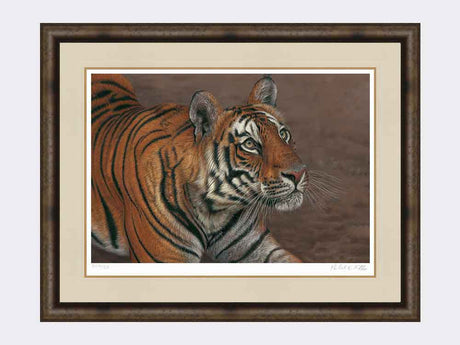 Tiger of Bandhavgarh framed print