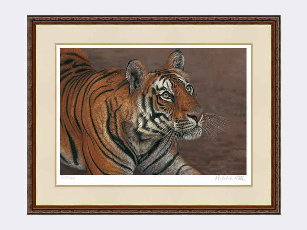 Tiger of Bandhavgarh framed print