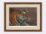 Tiger of Bandhavgarh framed print