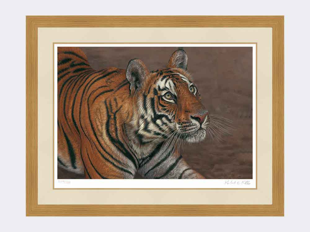 Tiger of Bandhavgarh framed print