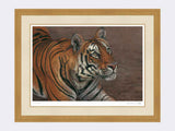 Tiger of Bandhavgarh framed print