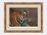 Tiger of Bandhavgarh framed print