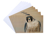 Notelet-Peregrine-Portrait-White-1