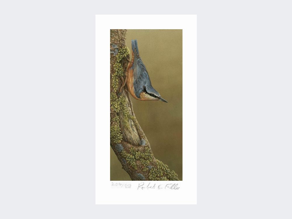 Nuthatch-Limited-Edition-Print-Loose-Print-Only