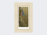 Nuthatch-Limited-Edition-Print-Mounted-Print-Only