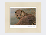 Otter-Print-Mounted-Print-Only