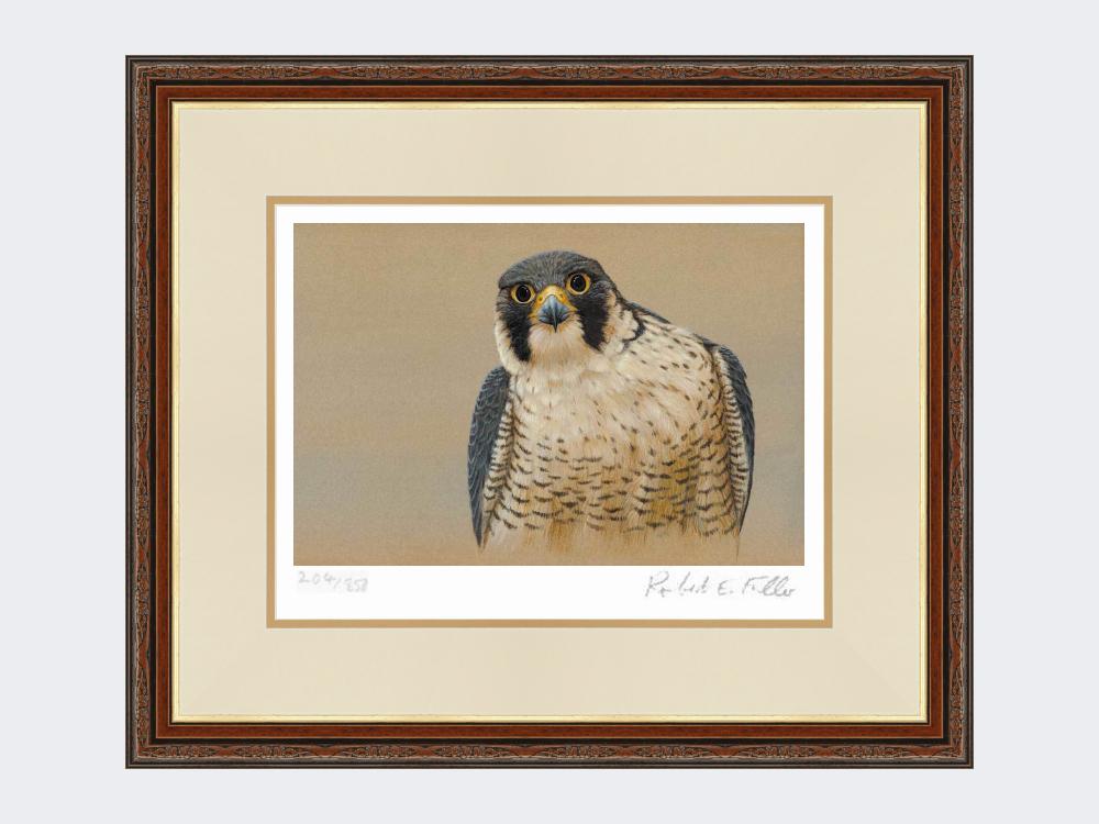 Peregrine-Portrait-Harvest-Twist