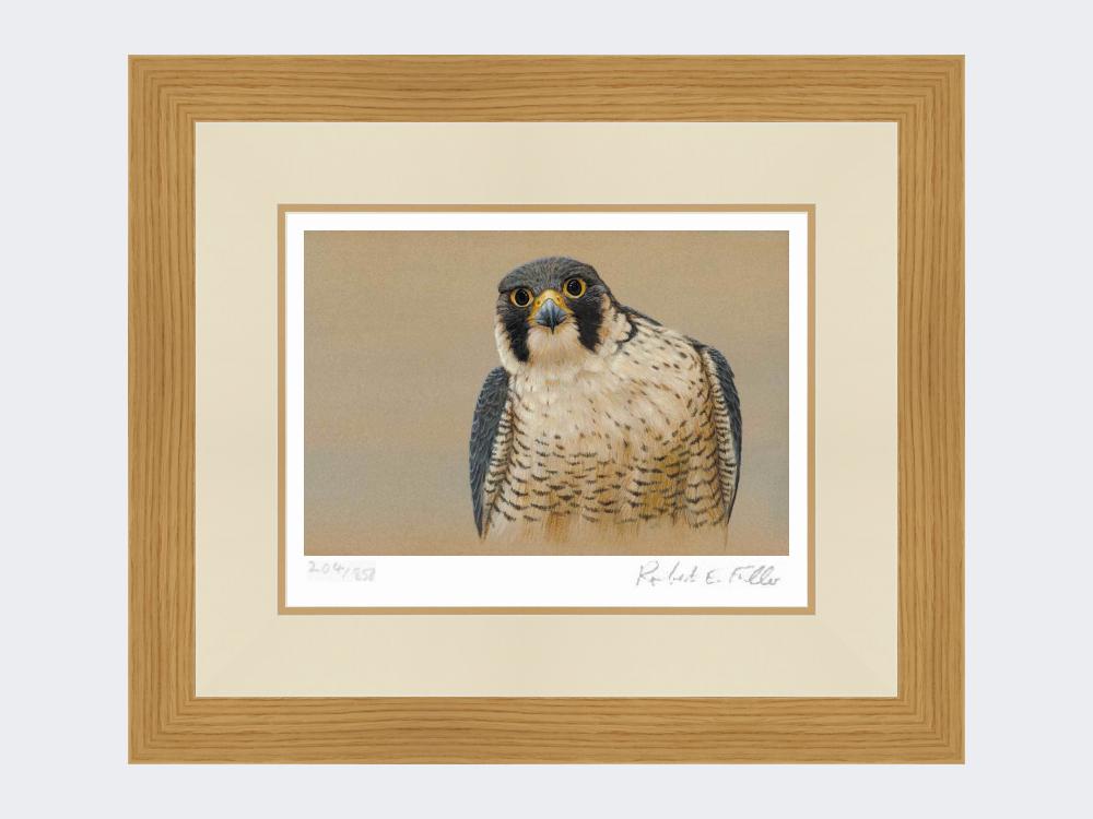 Peregrine-Portrait-Light-Oak