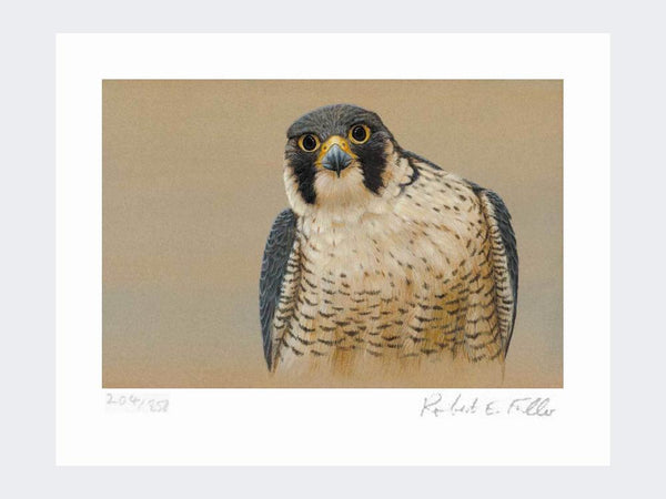 Peregrine Portrait | Limited Edition Art Print