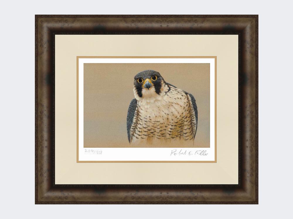 Peregrine-Portrait-Medium-Dark-Grey-Burr