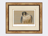 Peregrine-Portrait-Medium-Light-Burr