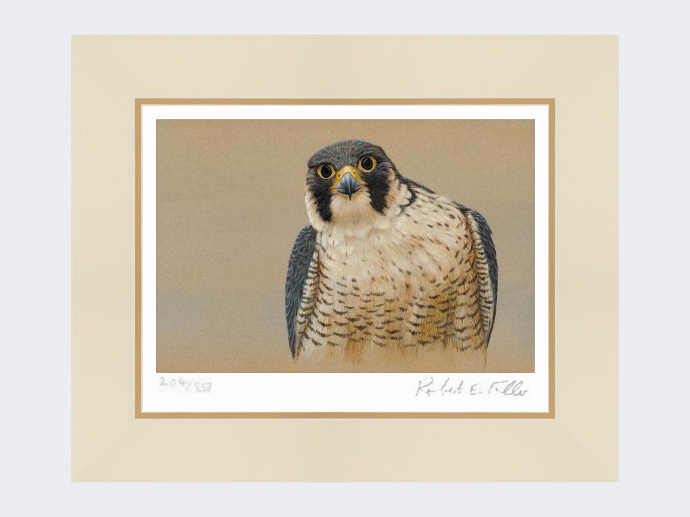 Peregrine-Portrait-Mounted-Print-Only