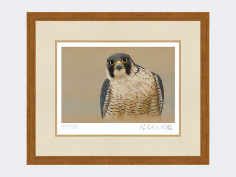 Peregrine-Portrait-Rustic-Country