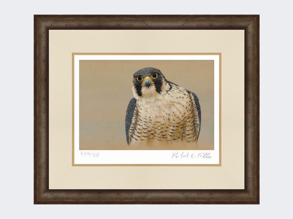 Peregrine-Portrait-Small-Dark-Grey-Burr