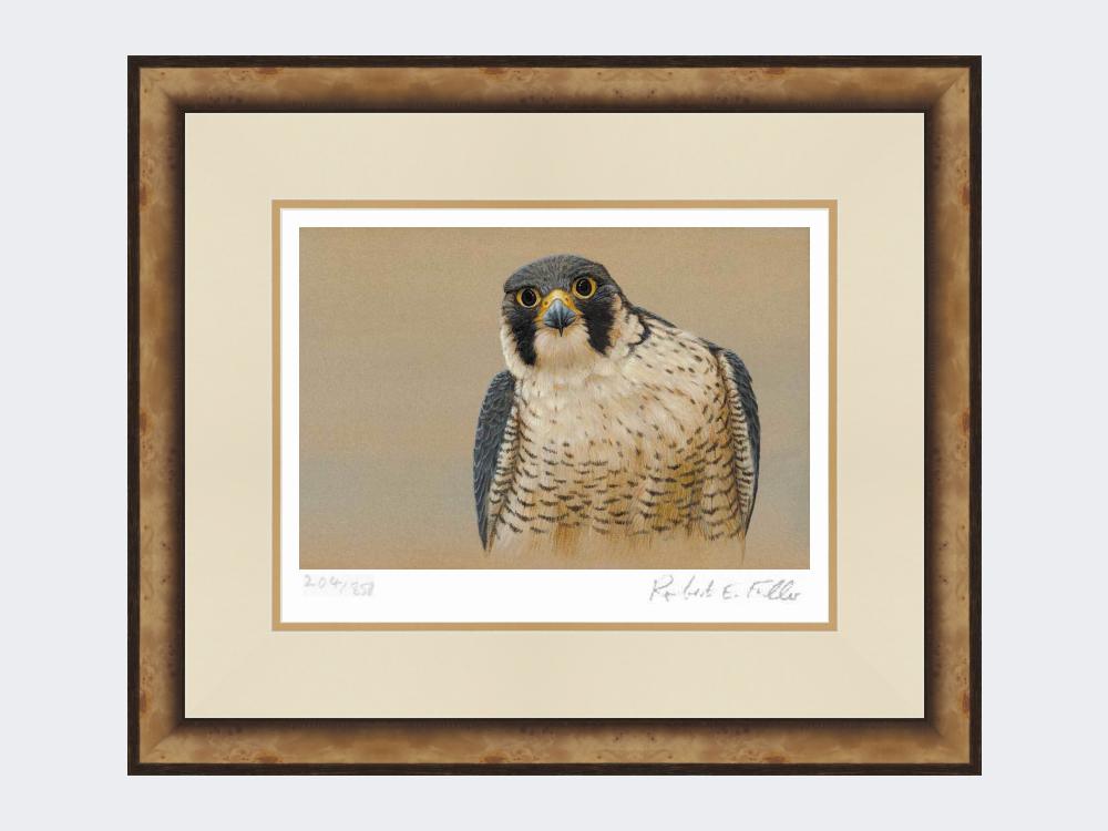 Peregrine-Portrait-Small-Light-Burr