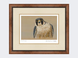 Peregrine-Portrait-Small-Walnut-Burr