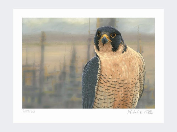 Peregrine Salt End | Limited Edition Art Print