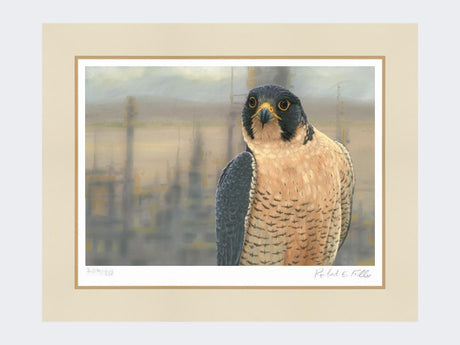 Peregrine-Salt-End-Print-Mounted-Print-Only