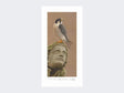 Peregrine-of-York-Minster-Print-Loose-Print-Only