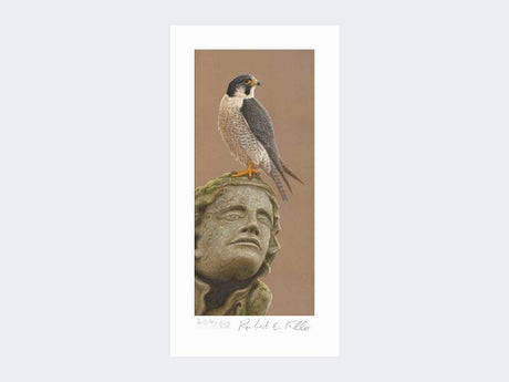 Peregrine-of-York-Minster-Print-Loose-Print-Only