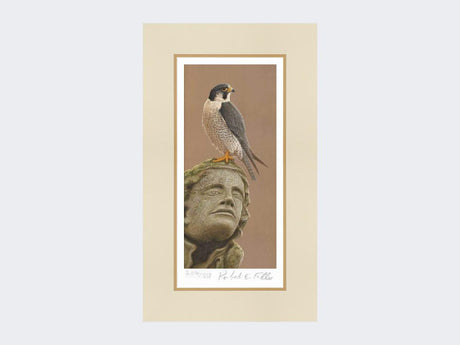 Peregrine-of-York-Minster-Print-Mounted-Print-Only