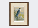 Peregrine-on-Cliff-Top-Limited-Edition-Print-Harvest-Twist