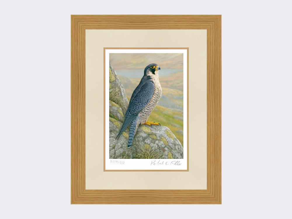 Peregrine-on-Cliff-Top-Limited-Edition-Print-Light-Oak