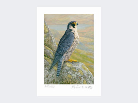 Peregrine-on-Cliff-Top-Limited-Edition-Print-Loose-Print-Only