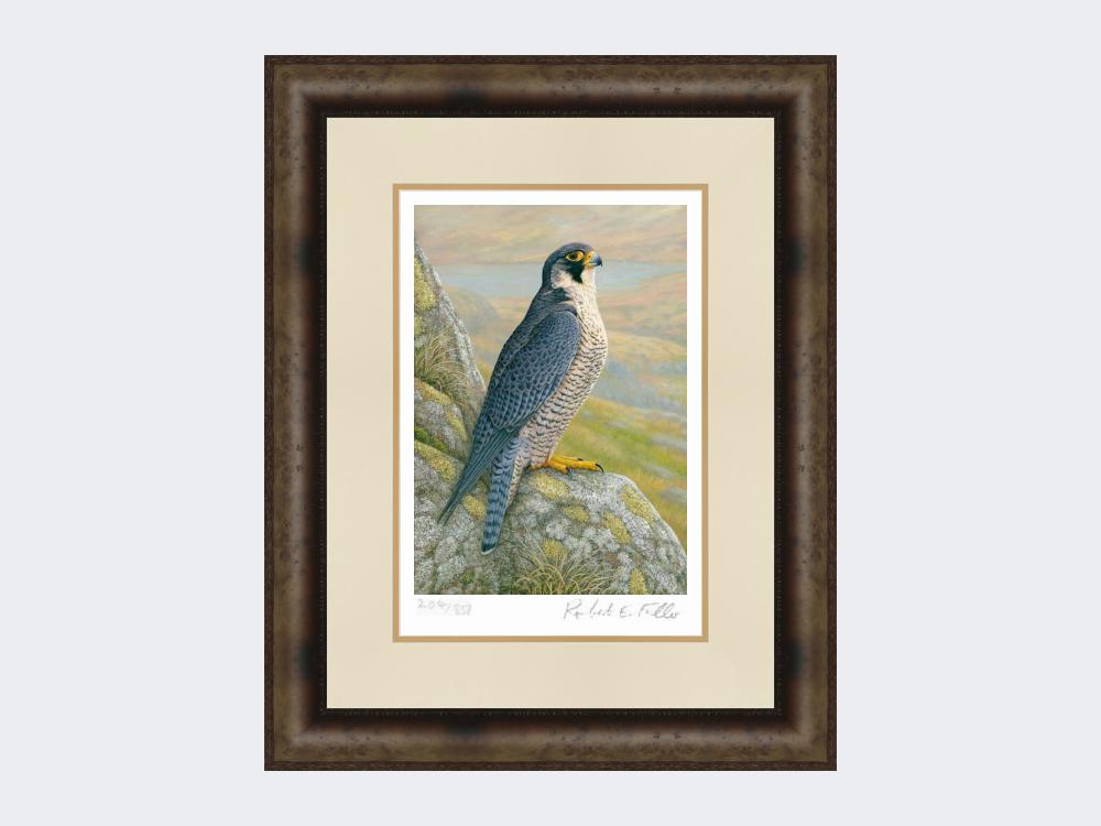 Peregrine-on-Cliff-Top-Limited-Edition-Print-Medium-Dark-Grey-Burr