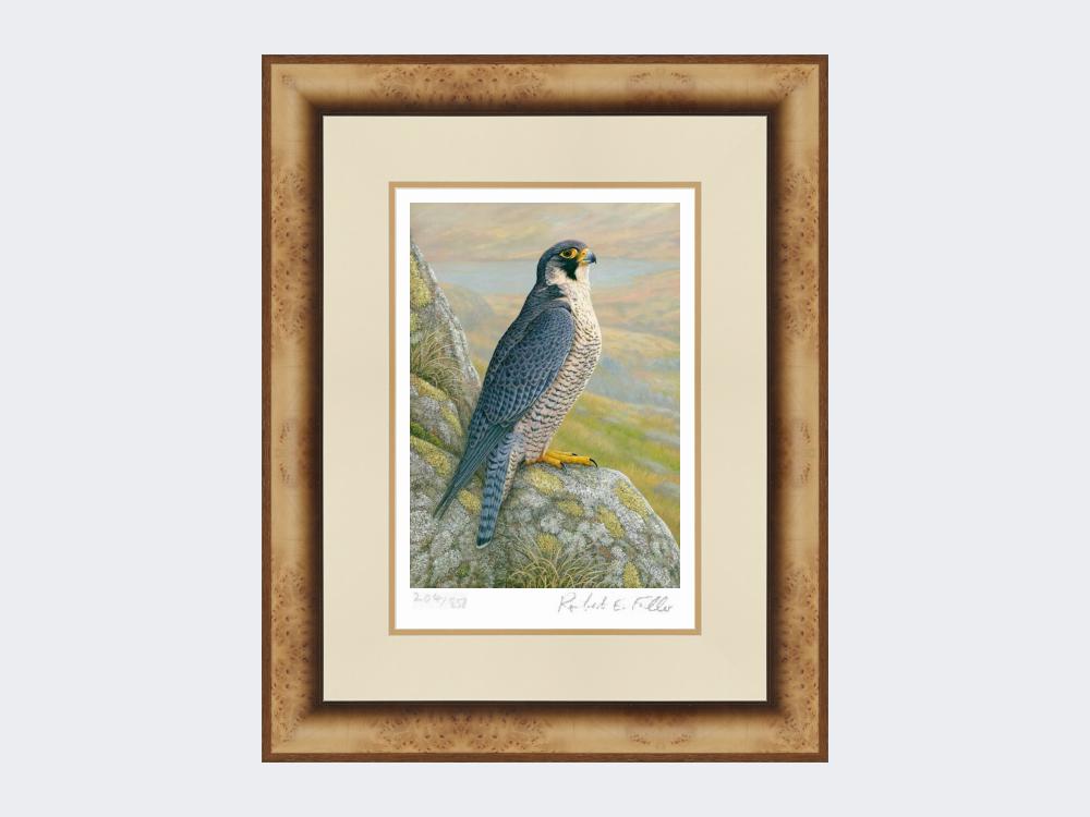 Peregrine-on-Cliff-Top-Limited-Edition-Print-Medium-Light-Burr