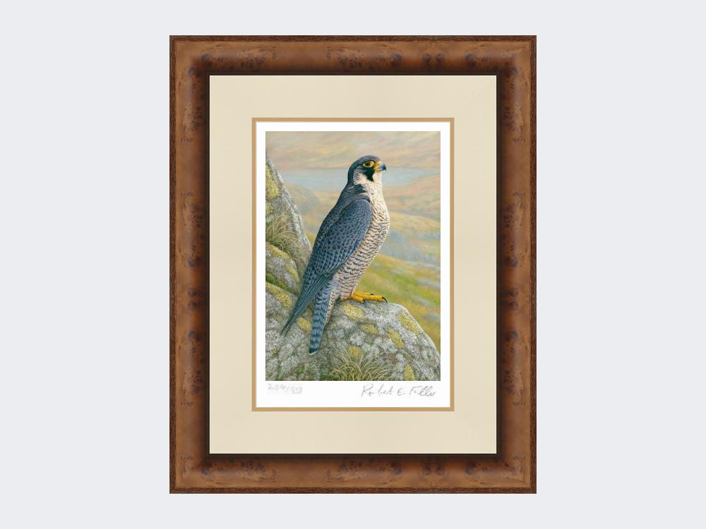 Peregrine-on-Cliff-Top-Limited-Edition-Print-Medium-Walnut-Burr