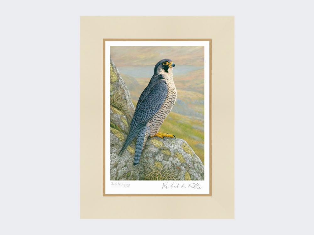 Peregrine-on-Cliff-Top-Limited-Edition-Print-Mounted-Print-Only