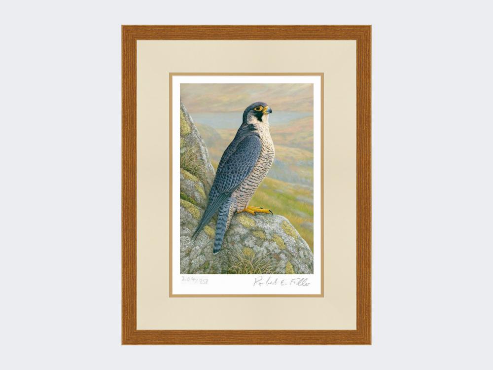 Peregrine-on-Cliff-Top-Limited-Edition-Print-Rustic-Country