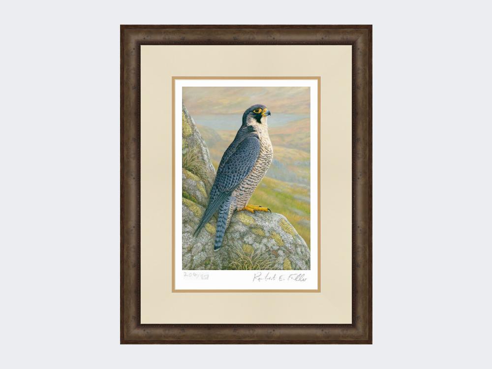 Peregrine-on-Cliff-Top-Limited-Edition-Print-Small-Dark-Grey-Burr