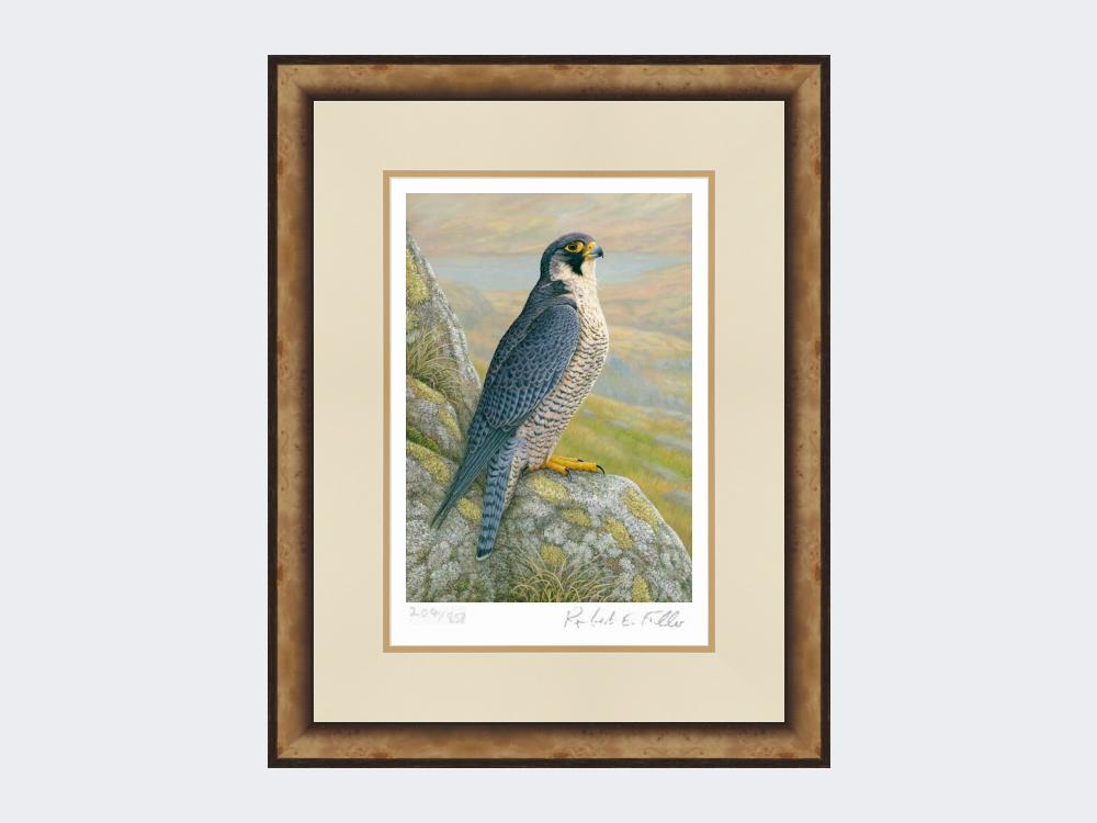 Peregrine-on-Cliff-Top-Limited-Edition-Print-Small-Light-Burr