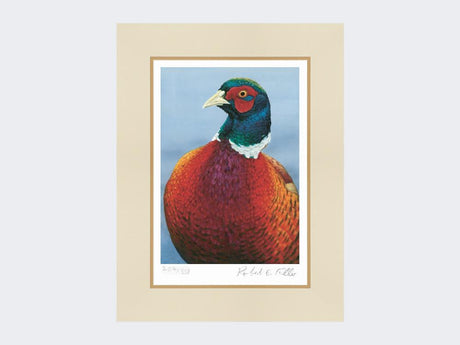 Pheasant-Portrait-Print-Mounted-Print-Only