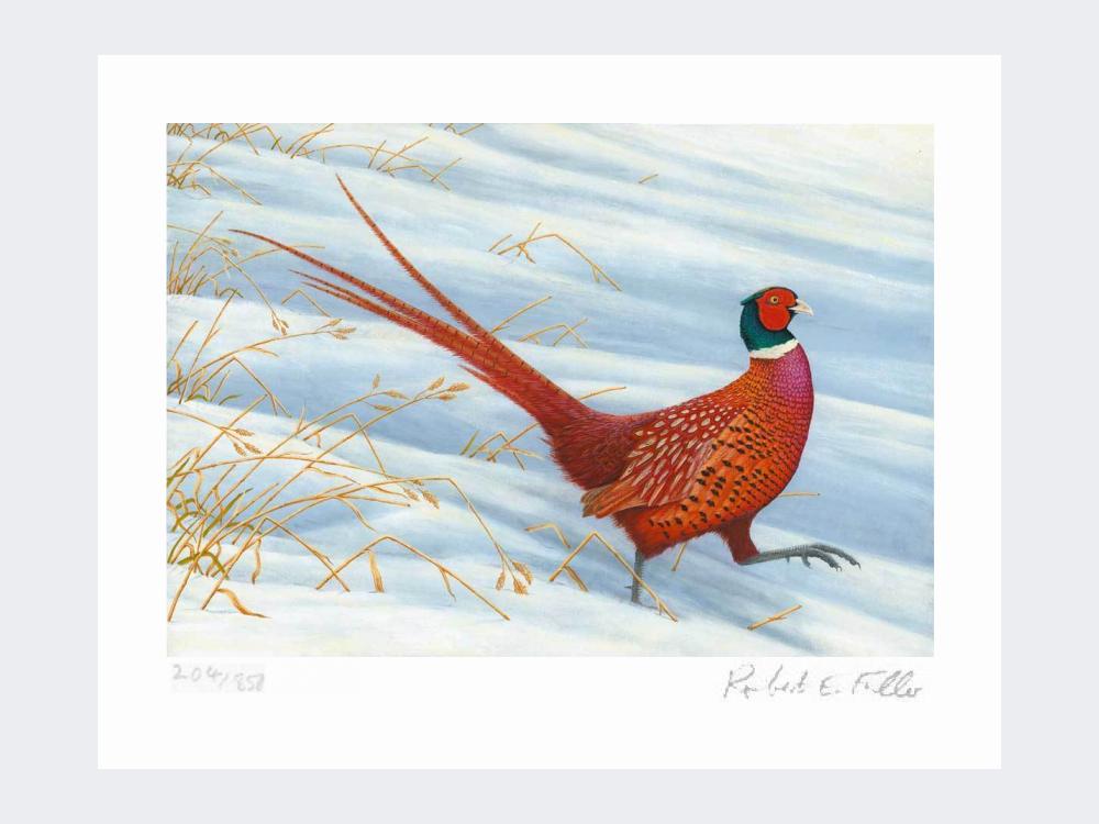 Pheasant-Snow-Patrol-Loose-Print-Only